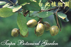 銀葉樹，果實與葉子的圖片