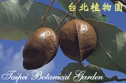 銀葉樹，果實的圖片