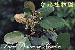 銀葉樹，花朵的圖片