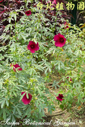 紫葵，花朵與葉子的圖片