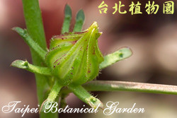 紫葵，果實的圖片