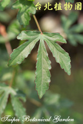 紫葵，葉子的圖片