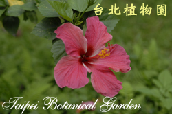 扶桑，花朵的圖片