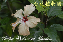 扶桑，花朵的圖片