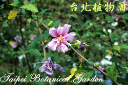 木槿，花朵與莖的圖片