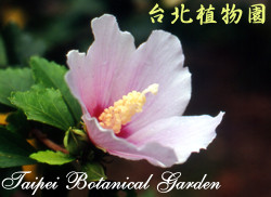 木槿，花朵的圖片