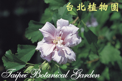 木槿，花朵的圖片