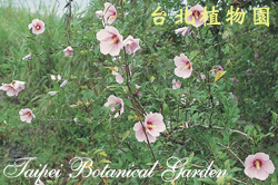 木槿，全株的圖片