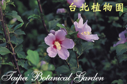 木槿，花朵的圖片