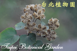 山芙蓉，果實的圖片