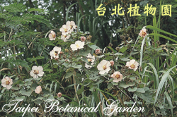 山芙蓉，花朵與葉子的圖片