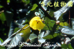 黃槿，花的圖片