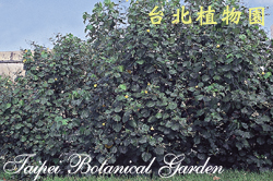 黃槿，全株的圖片