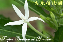 馬醉草，花朵的圖片