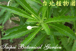 馬醉草，葉子的圖片