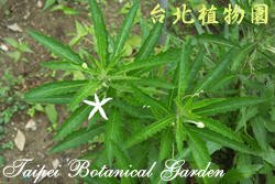 馬醉草，葉子的圖片