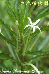 馬醉草，花朵與葉子的圖片