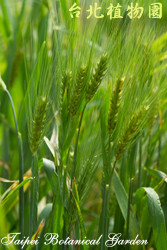 大麥，果實的圖片