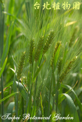 大麥，果實的圖片