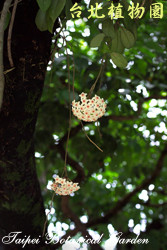 毬蘭，花朵的圖片