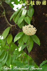 毬蘭，花朵與葉子的圖片