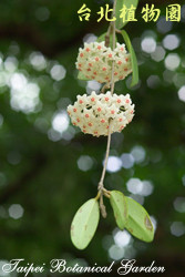 毬蘭，花朵與葉子的圖片