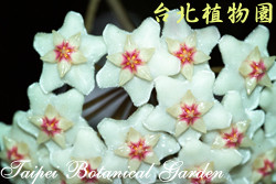 毬蘭，花朵的圖片