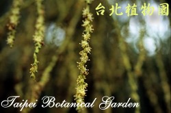 酒瓶椰子，葉子的圖片