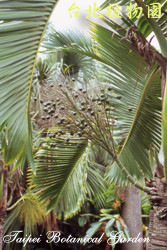 酒瓶椰子，果實與莖與葉子的圖片