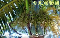 棍棒椰子，果實的圖片