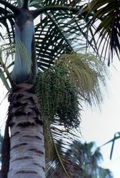 棍棒椰子，樹與果實的圖片