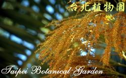 棍棒椰子，果實的圖片