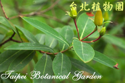 金絲桃，葉子的圖片