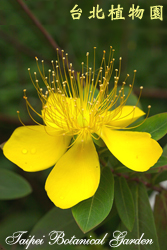 金絲桃，花朵的圖片