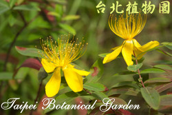 金絲桃，花朵的圖片