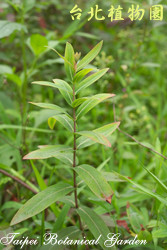 金絲桃，葉子的圖片