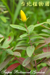 金絲桃，花朵與葉子的圖片