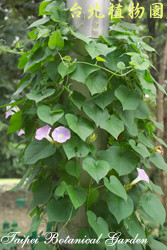 銳葉牽牛，葉子與花的圖片