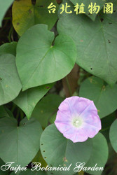 銳葉牽牛，葉子與花的圖片