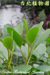 馬鞍藤，葉子的圖片