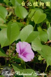 馬鞍藤，花朵的圖片
