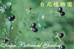 山素英，果實的圖片