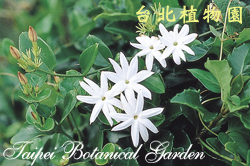 山素英，花朵的圖片