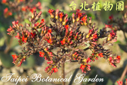 長壽花，花朵的圖片