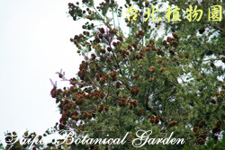 臺灣油杉，果實的圖片(由下往上拍攝)