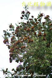 臺灣油杉，樹的圖片(由下而上拍攝)