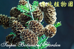 臺灣油杉，毬果與枝條的圖片