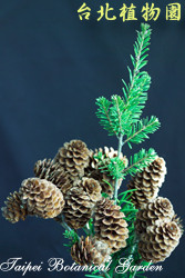 臺灣油杉，毬果與枝條的圖片(由上而下拍攝)