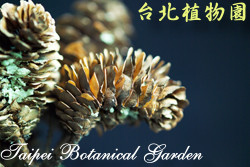 臺灣油杉，毬果的圖片
