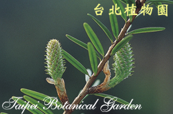 臺灣油杉，雌花毬的圖片